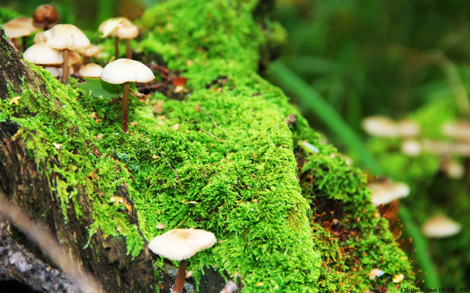 世界游泳赛后选手康复项目的商业化运作模式，游泳世界大赛